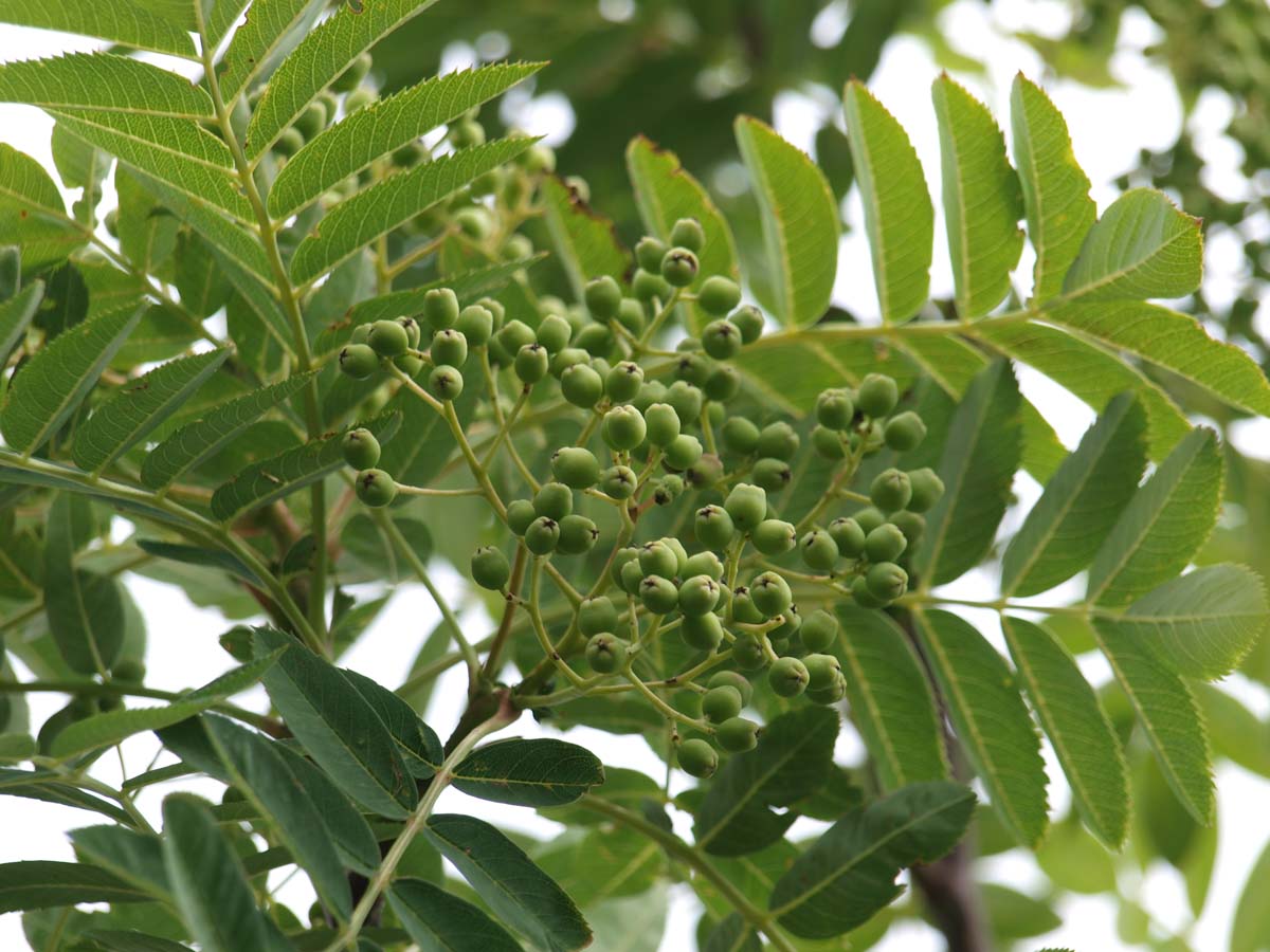 Sorbus 'Dodong' Tuinplanten bes