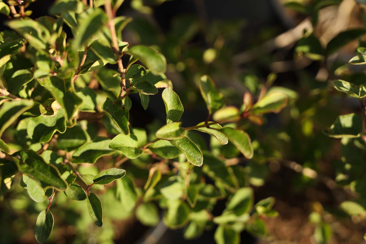 Syringa meyeri 'ANNY200809' twijg