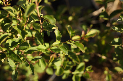 Syringa meyeri 'ANNY200809' twijg