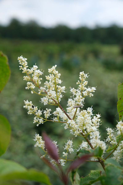 Syringa reticulata mandshurica meerstammig / struik bloem