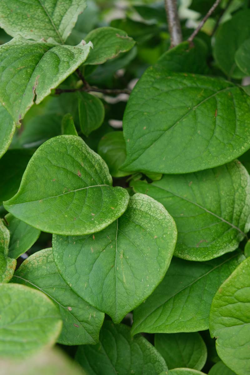 Syringa reticulata mandshurica meerstammig / struik blad