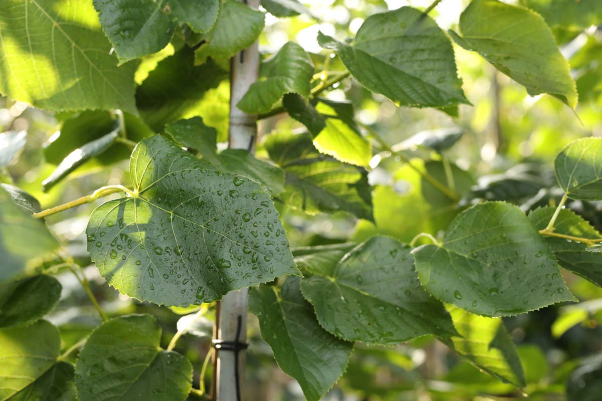 Tilia europaea 'Euchlora' meerstammig / struik blad