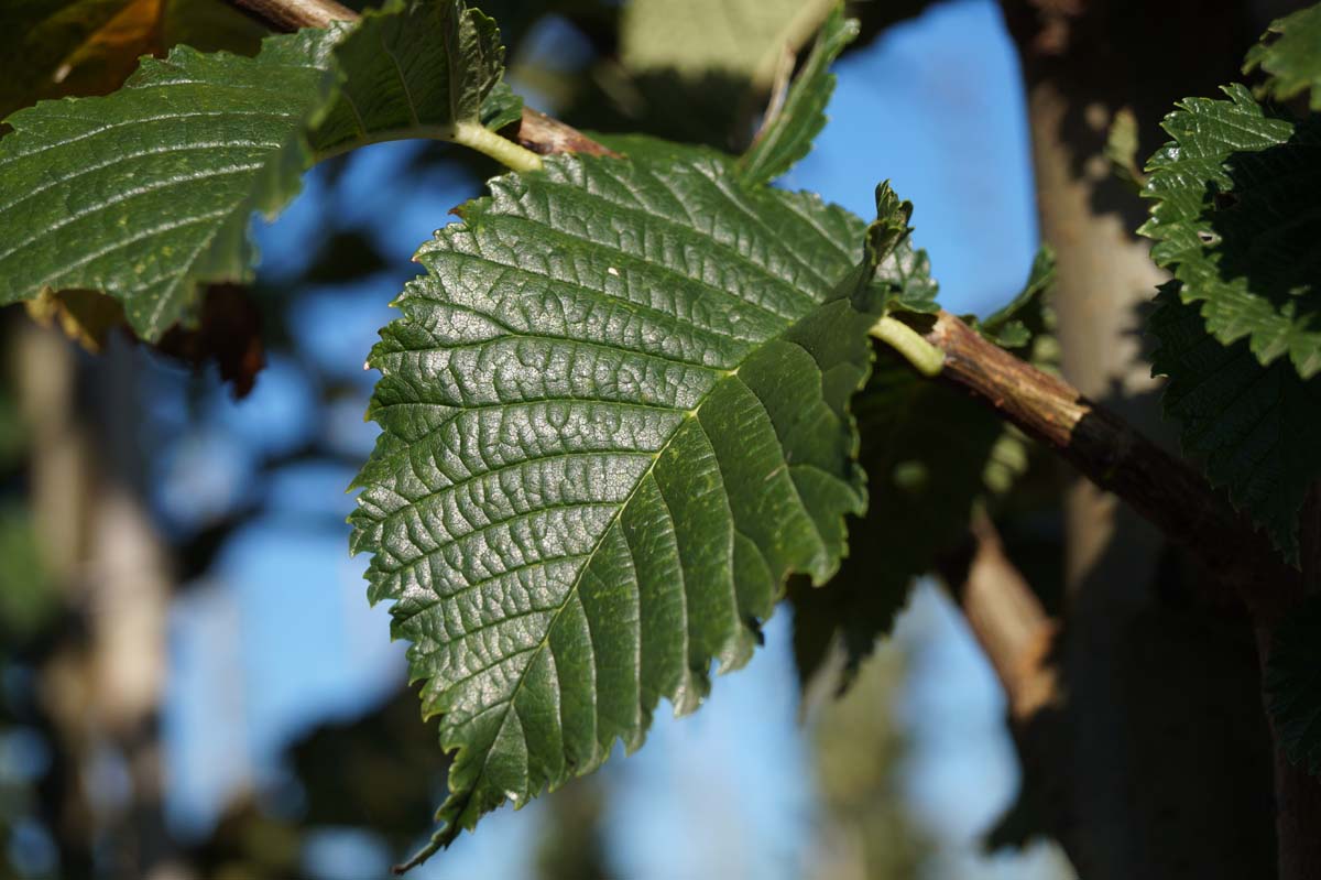 Ulmus minor 'Wanoux' meerstammig blad