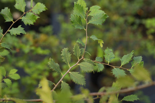 Zelkova carpinifolia 'Verschaffeltii' meerstammig blad