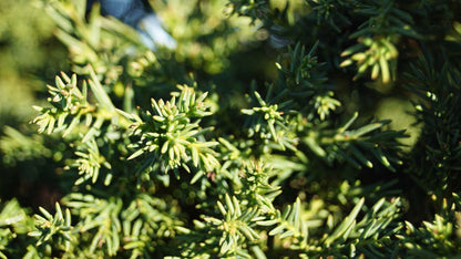Cryptomeria japonica 'Toda' Tuinplanten naald