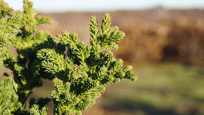 Cryptomeria japonica 'Toda' Tuinplanten naald