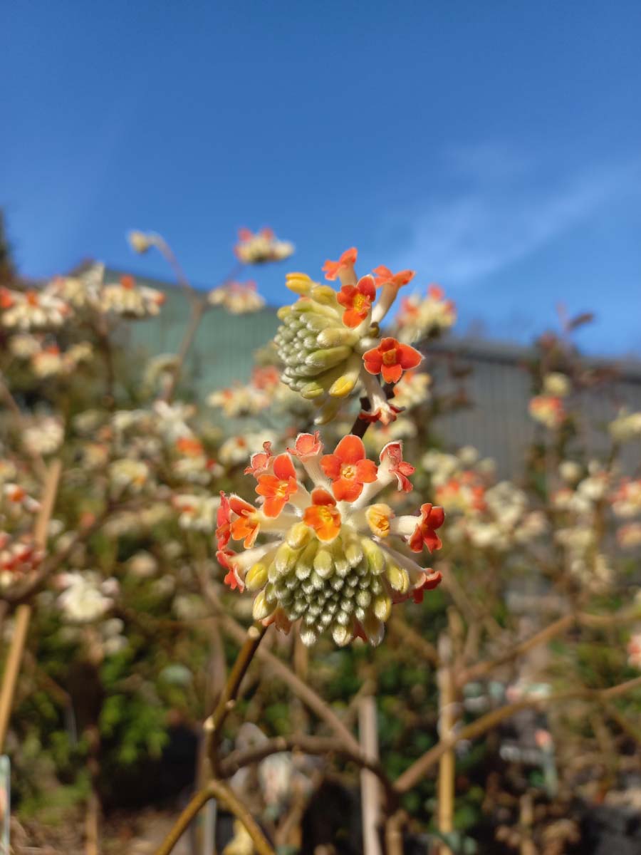 Edgeworthia chrysantha 'Red Dragon' bloem