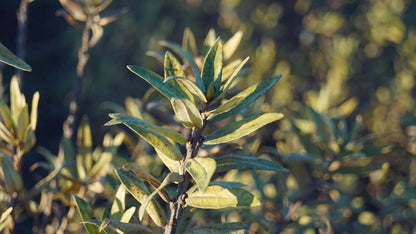 Hippophae rhamnoides 'Darspel' meerstammig / struik blad