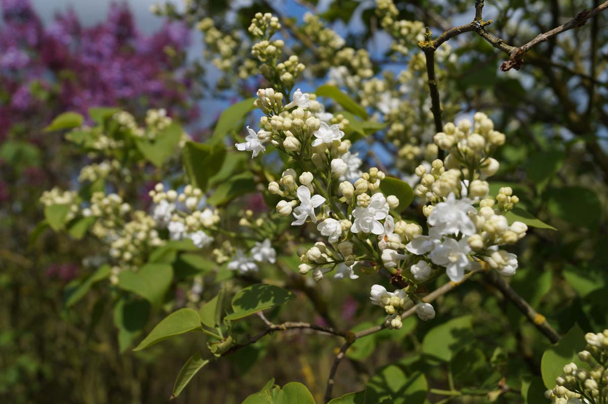 Syringa vulgaris 'Schneekönigin' meerstammig / struik bloem