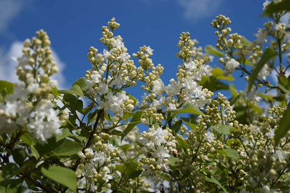 Syringa vulgaris 'Schneekönigin' meerstammig / struik bloesem