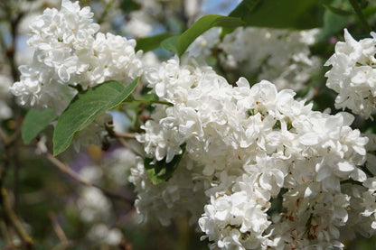 Syringa vulgaris 'Schneekönigin' meerstammig / struik bloem