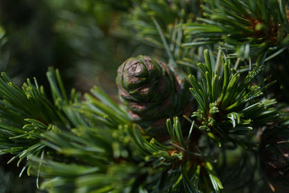 Pinus parviflora 'Glauca' meerstammig / struik kegel