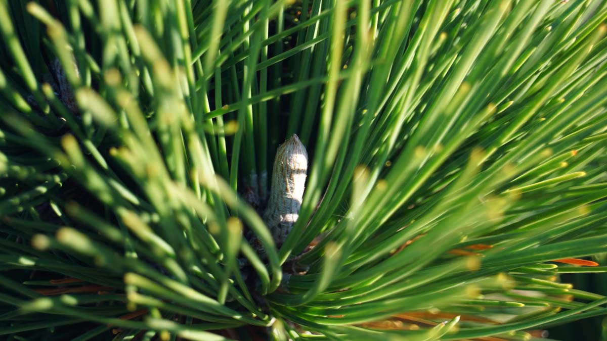 Pinus thunbergii 'Thunderhead' kegel