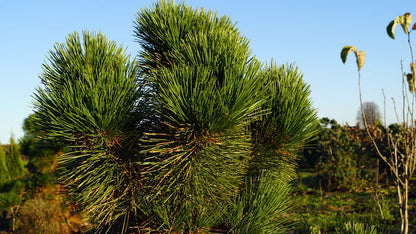 Pinus thunbergii 'Thunderhead' twijg