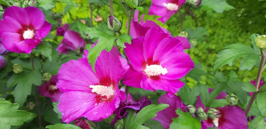 Hibiscus syriacus 'Floru' bloem
