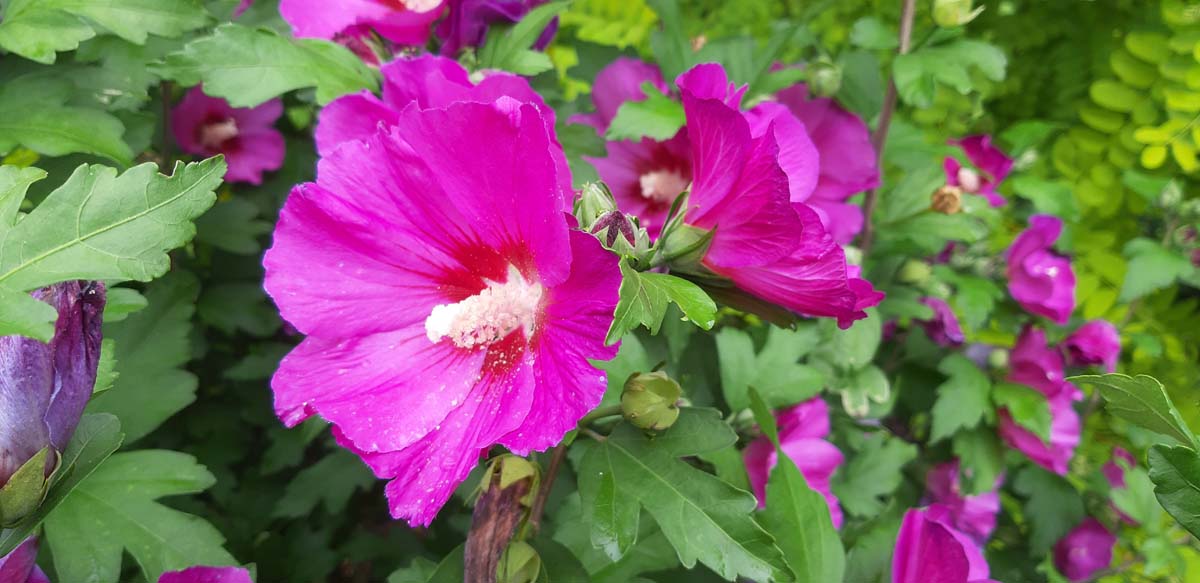 Hibiscus syriacus 'Floru' Tuinplanten bloem