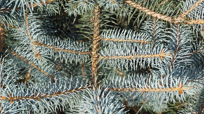 Picea pungens 'Blue Diamond' Tuinplanten twijg