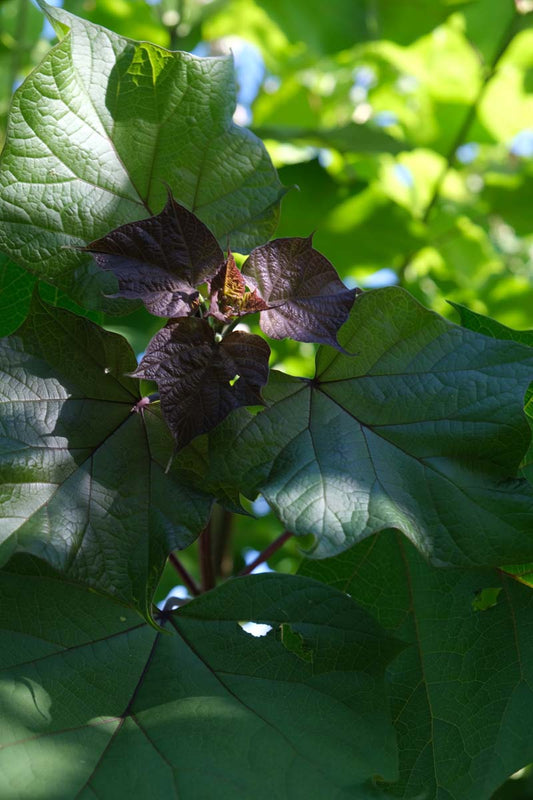 Catalpa ovata solitair blad