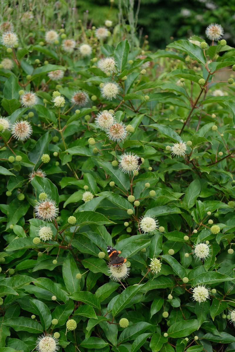 Cephalanthus occidentalis meerstammig / struik bloem