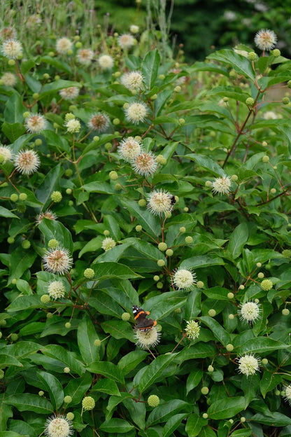 Cephalanthus occidentalis meerstammig / struik bloem