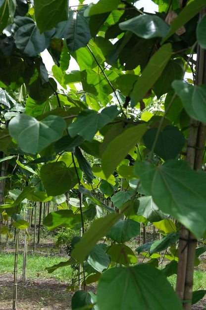 Cercis glabra Tuinplanten stam