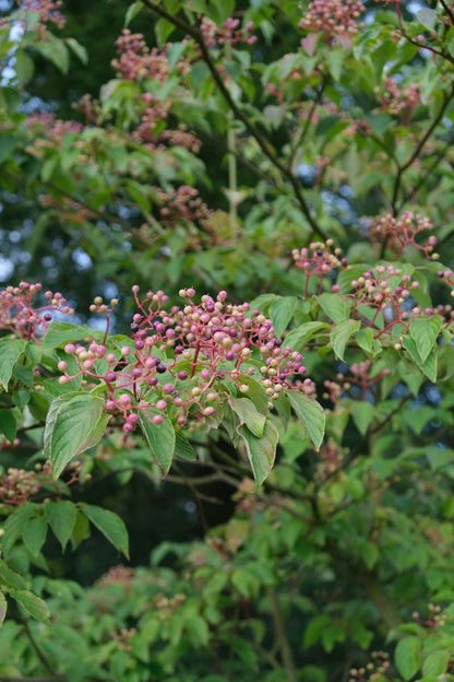 Cornus alternifolia solitair bes