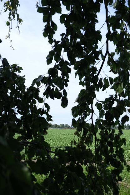 Fagus sylvatica 'Bornyensis' Tuinplanten twijg