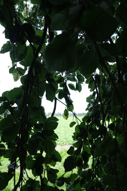 Fagus sylvatica 'Bornyensis' Tuinplanten twijg
