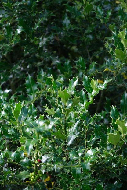 Ilex aquifolium op stam blad