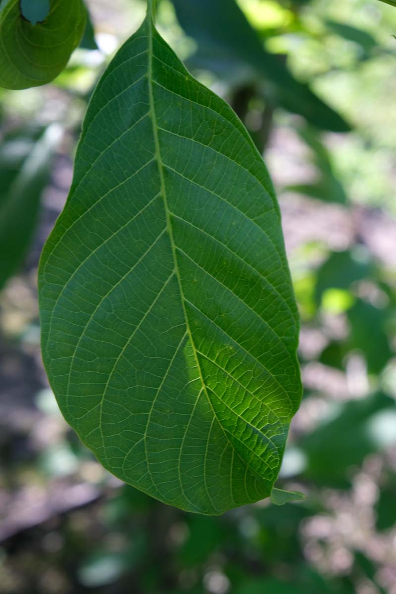 Juglans regia 'Buccaneer' op stam blad