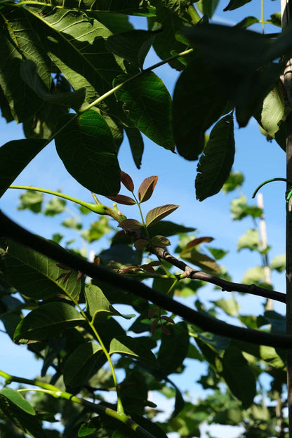 Juglans regia 'Buccaneer' op stam twijg