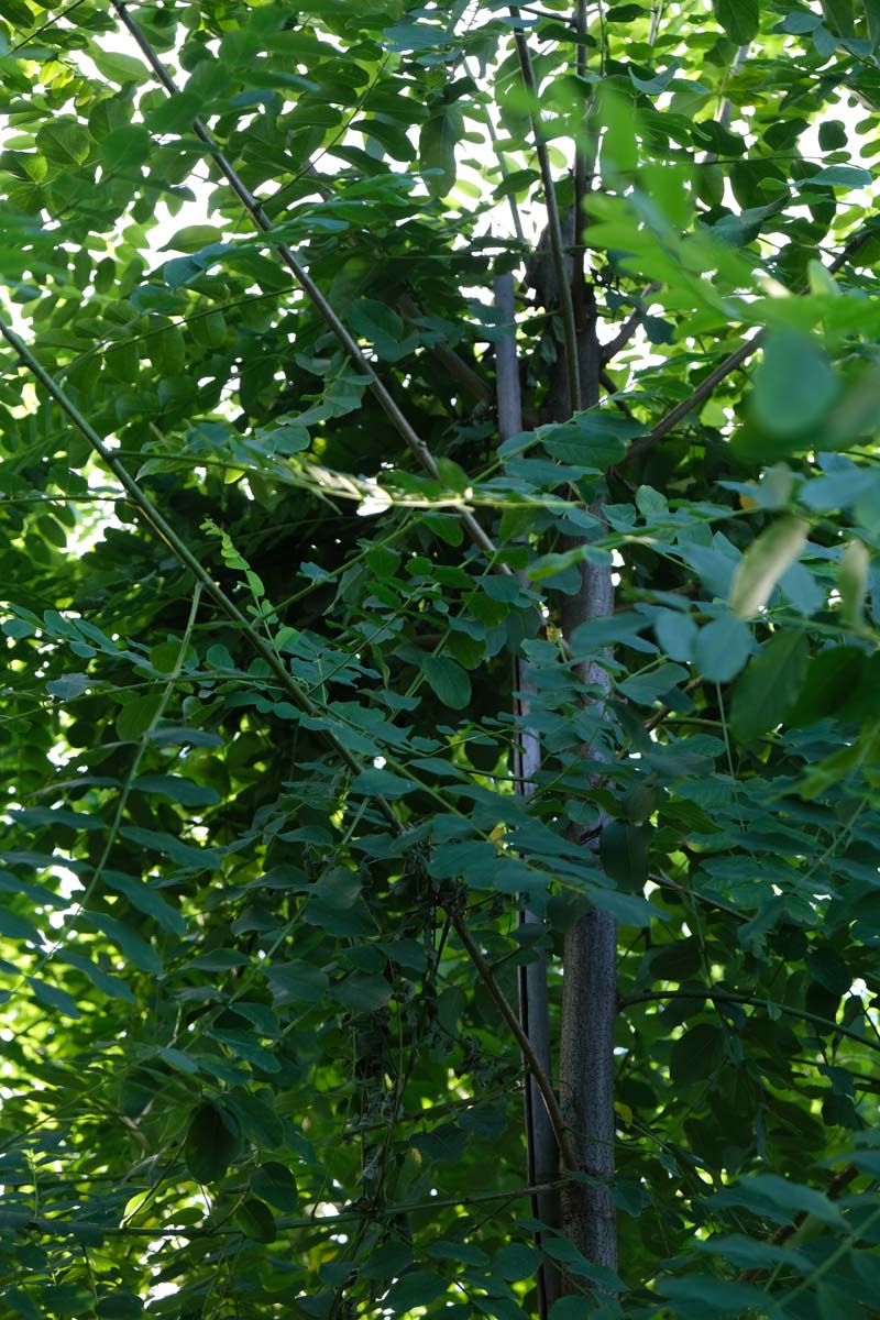 Robinia margaretta 'Pink Cascade' Tuinplanten stam