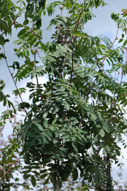 Sorbus pseudovilmorinii Tuinplanten stam