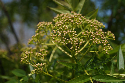 Sorbus commixta meerstammig / struik bloesem
