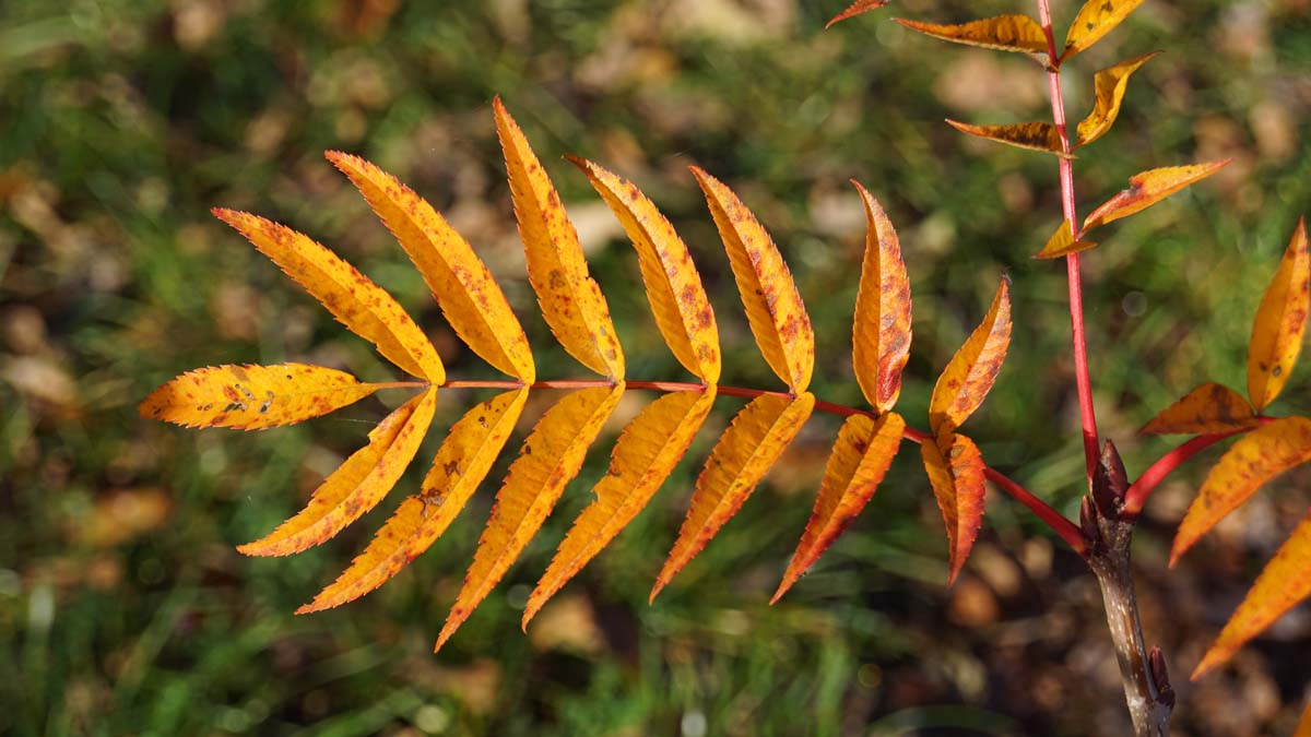 Sorbus commixta meerstammig / struik herfstkleur