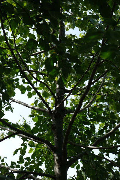 Tilia europaea 'Euchlora' Tuinplanten stam