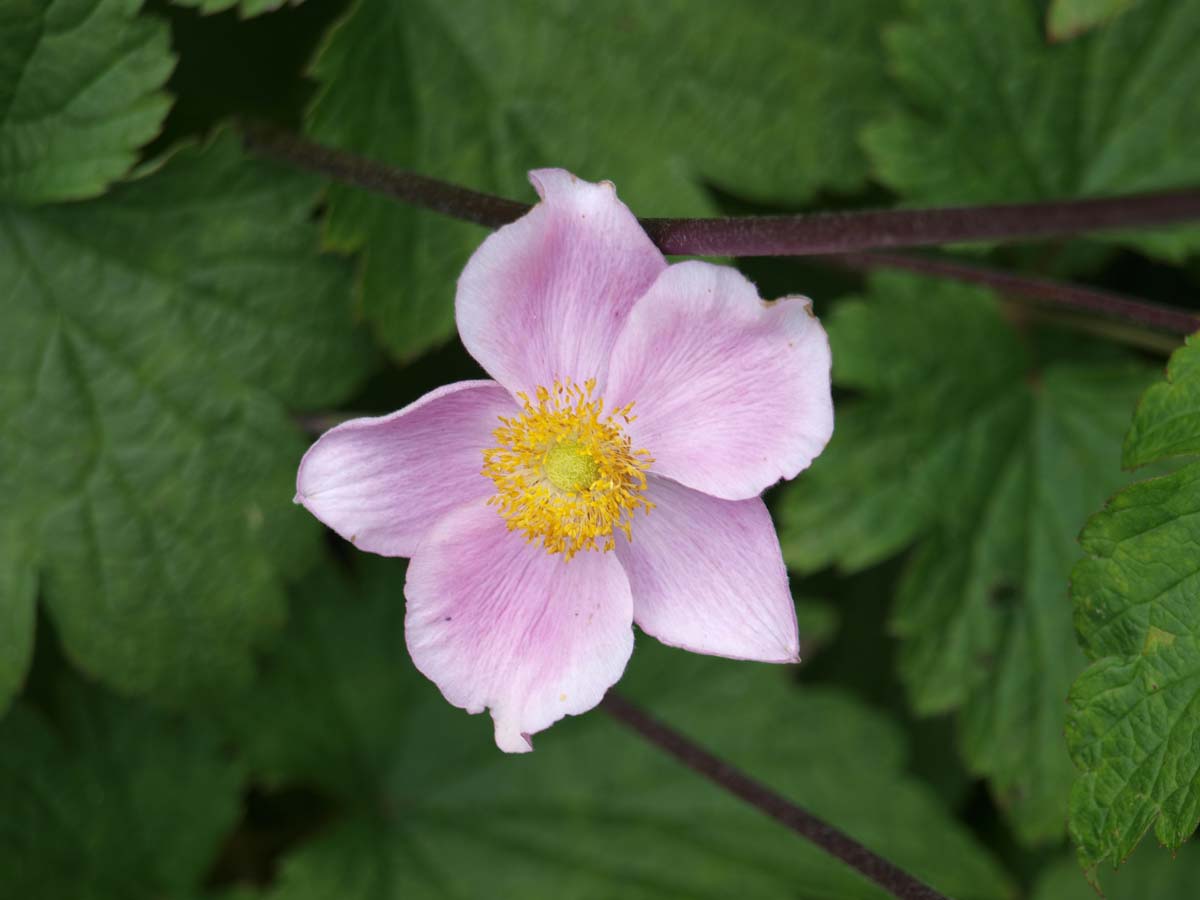 Anemone hybrida 'Königin Charlotte'