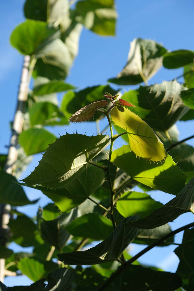 Tilia mandshurica Tuinplanten blad
