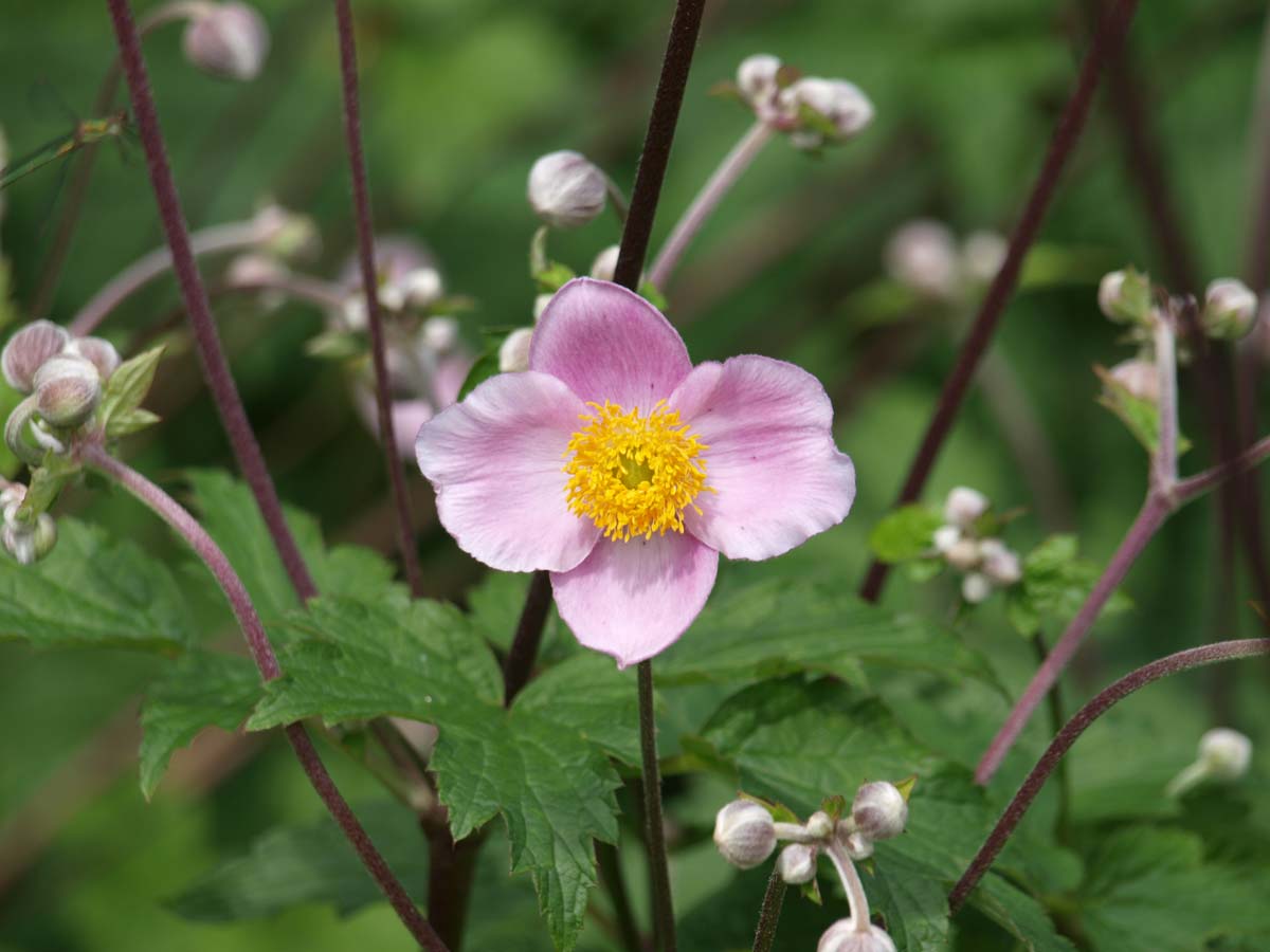 Anemone hybrida 'Königin Charlotte'