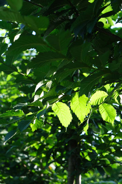 Ulmus 'Sapporo Autumn Gold' Tuinplanten blad