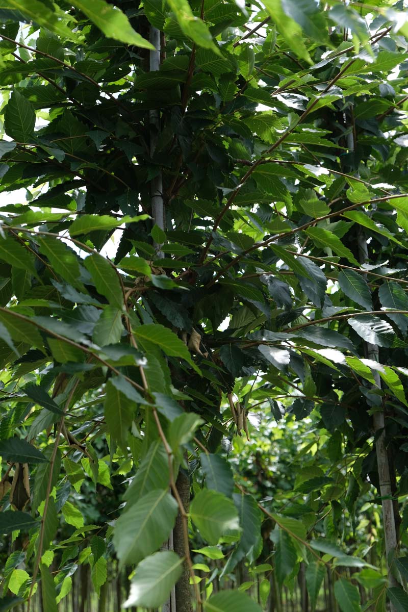 Zelkova serrata 'Fastigiata' op stam stam