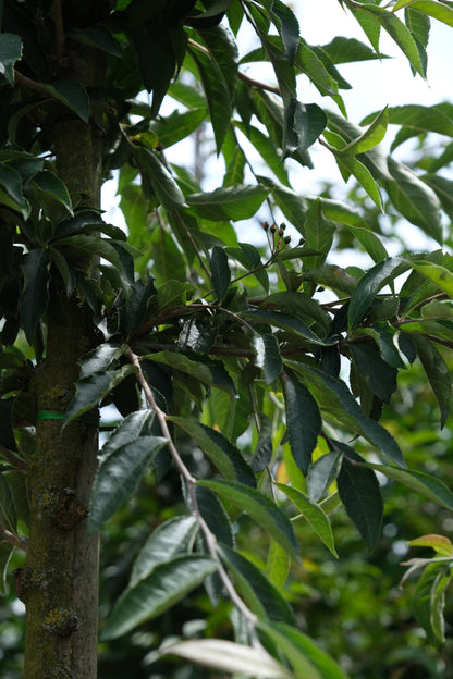 Photinia villosa solitair blad
