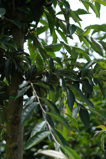 Photinia villosa Tuinplanten blad