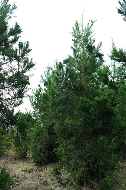 Cryptomeria japonica 'Cristata' solitair solitair