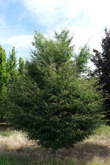 Fagus sylvatica 'Aspleniifolia' solitair solitair