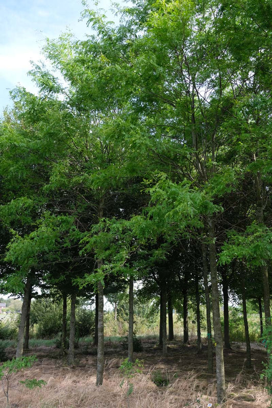 Gleditsia triacanthos 'Skyline' op stam op stam