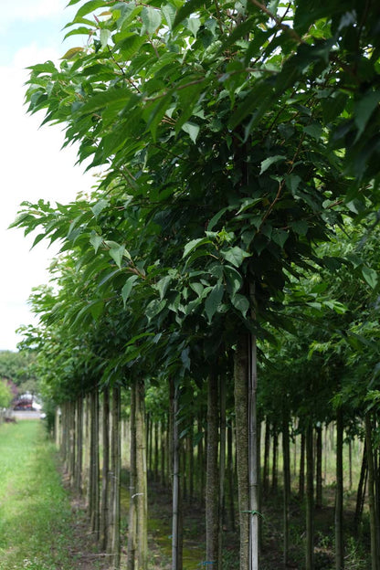 Prunus serrulata 'Sunset Boulevard' op stam op stam
