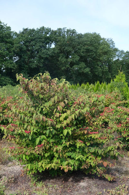 Viburnum plicatum 'Cascade' meerstammig / struik struik
