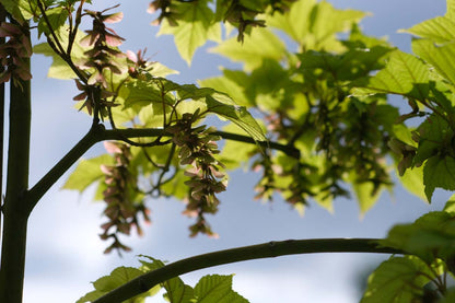 Acer pensylvanicum haagplant zaaddoos
