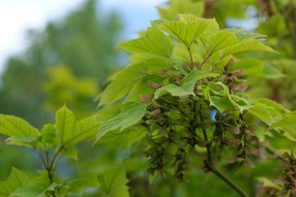 Acer pensylvanicum haagplant zaaddoos